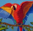 Macaw by Bruce McNabb