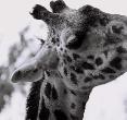 Giraffe by Deborah Noyes-Wayshak 
