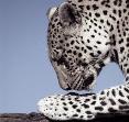 Leopard by Deborah Noyes-Wayshak