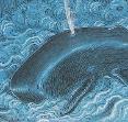 The Grounding Whale by Steven Burt