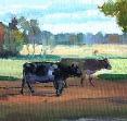 Cows in Fremont by Lori McElrath-Eslick
