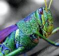 Grasshopper by Jim Lee
